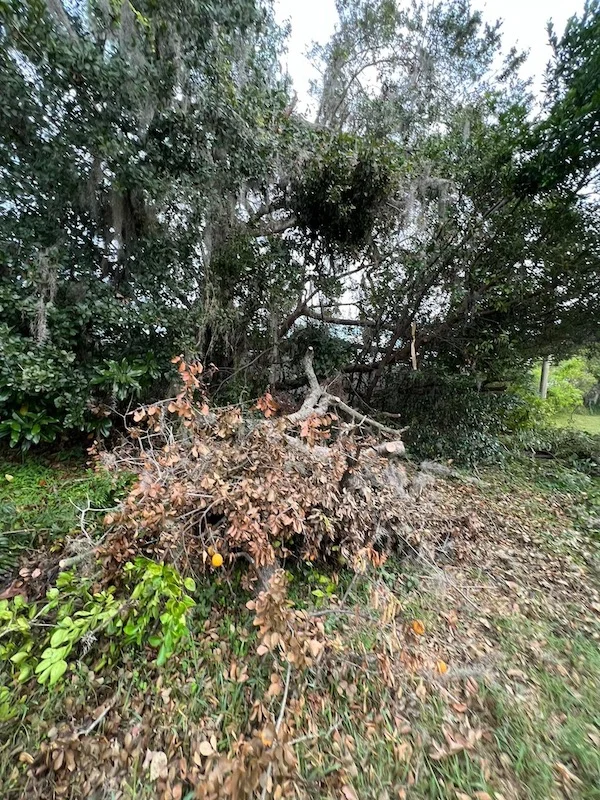 Large Limb Removal