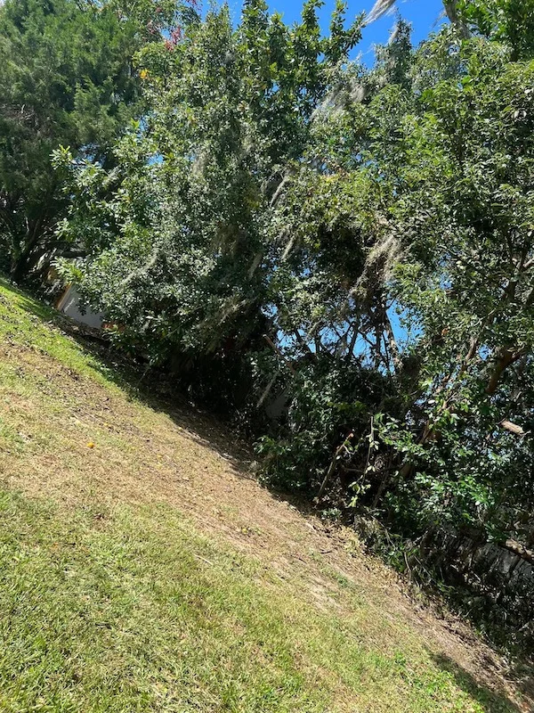 Tree & Hedge Trimming